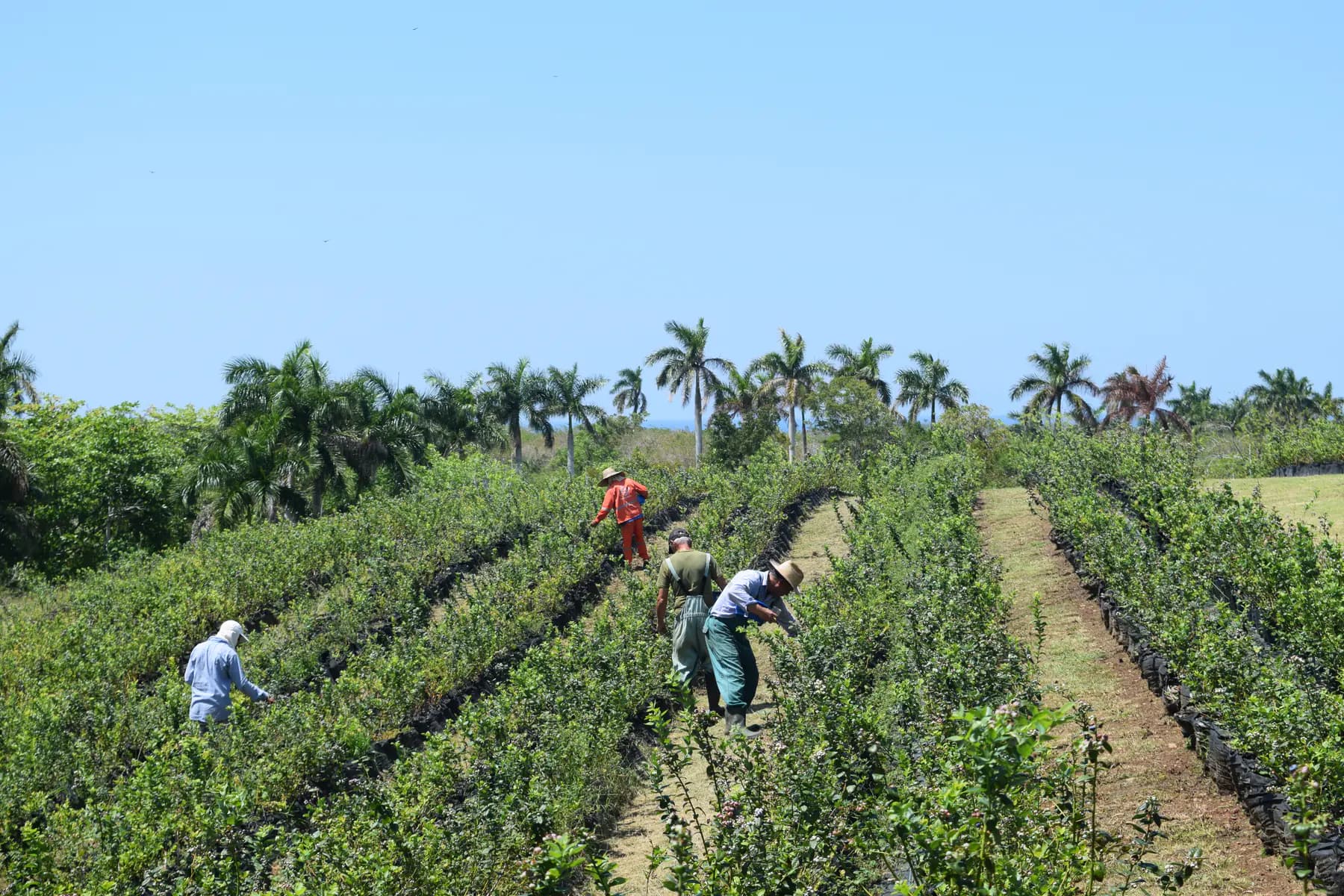 Cuadrantes de arándanos en producción bajo los palmares