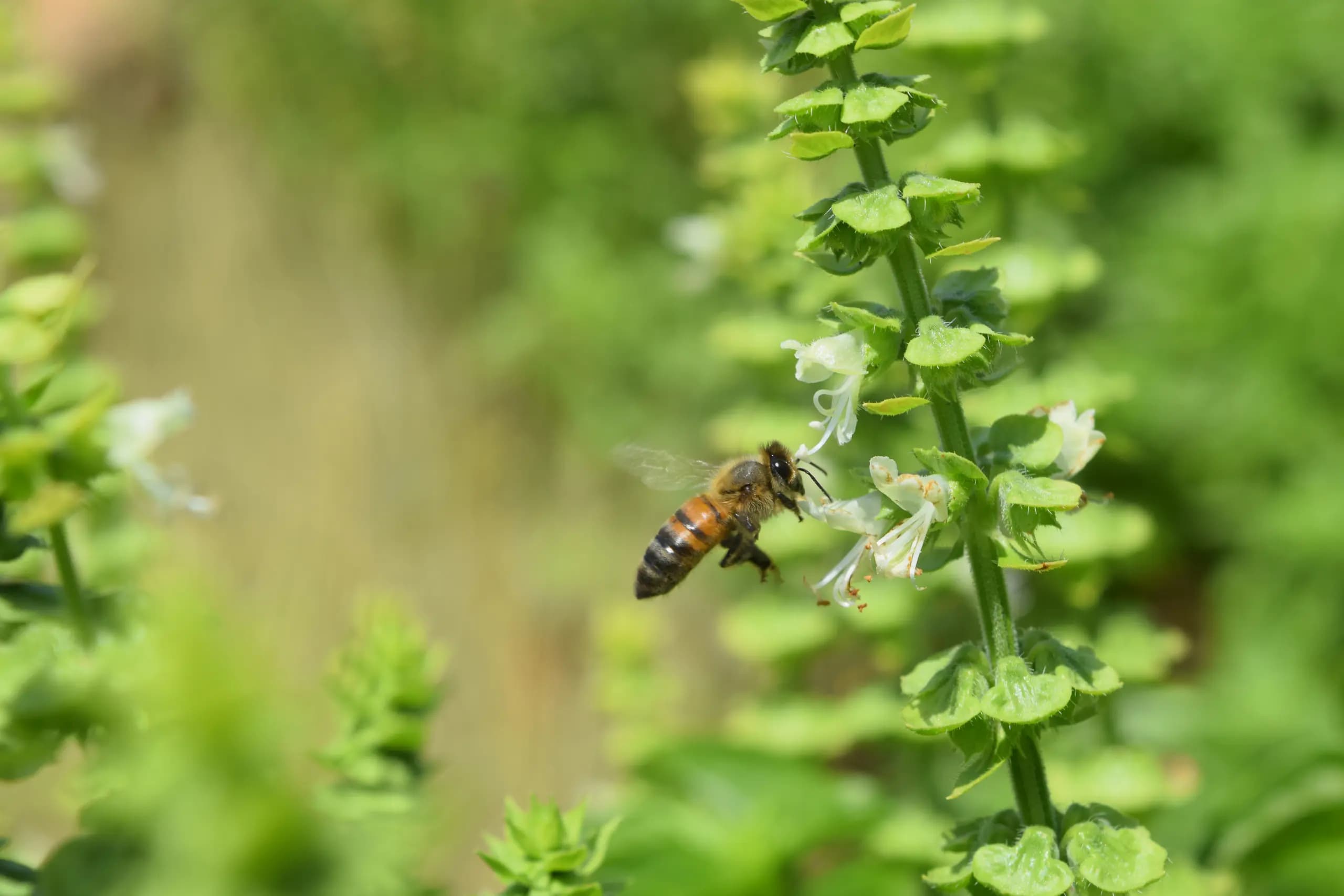 Abeja libando sobre las flores de albahaca de la finca