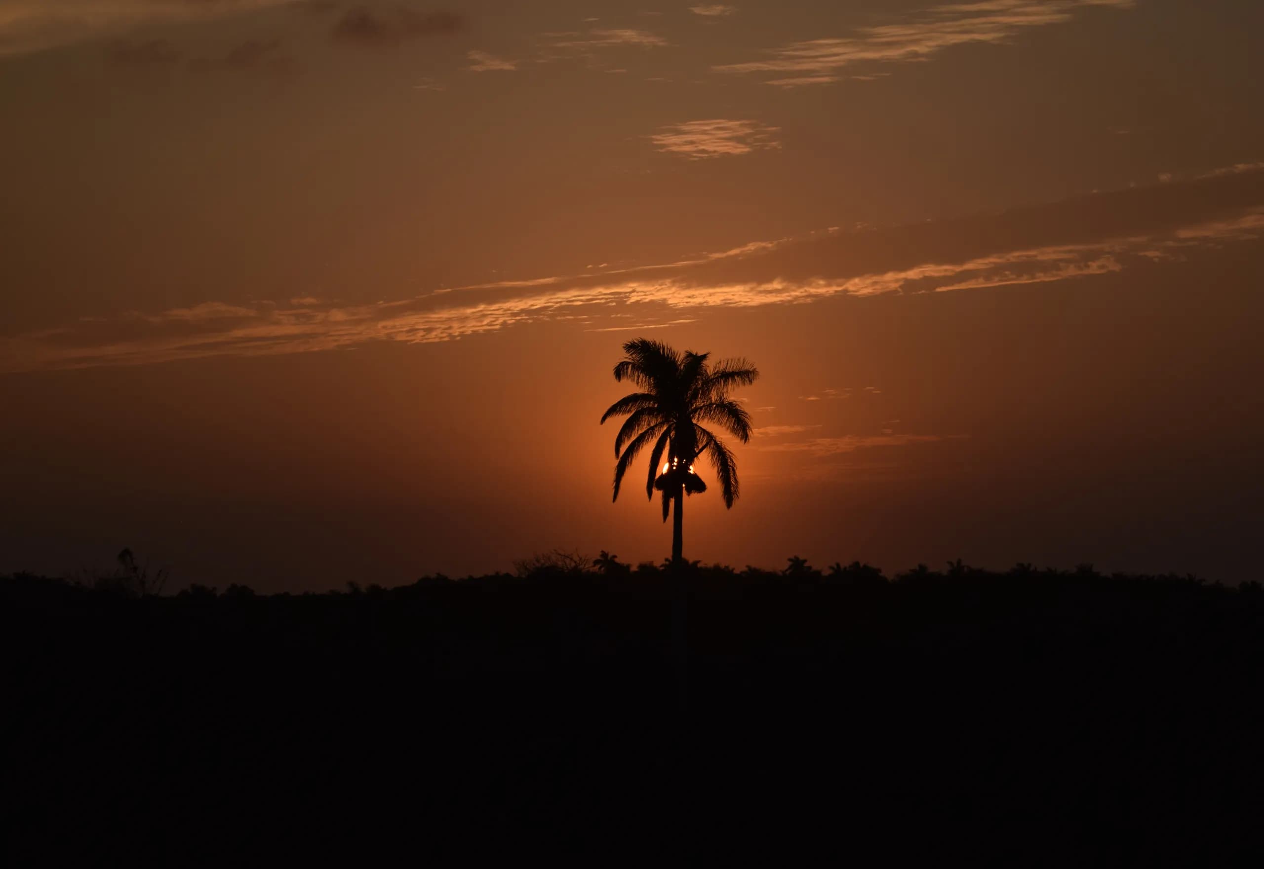 Palma real recortada contra el atardecer