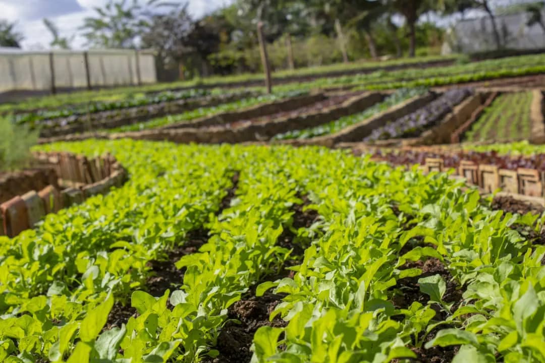 Canteros de hortalizas en producción