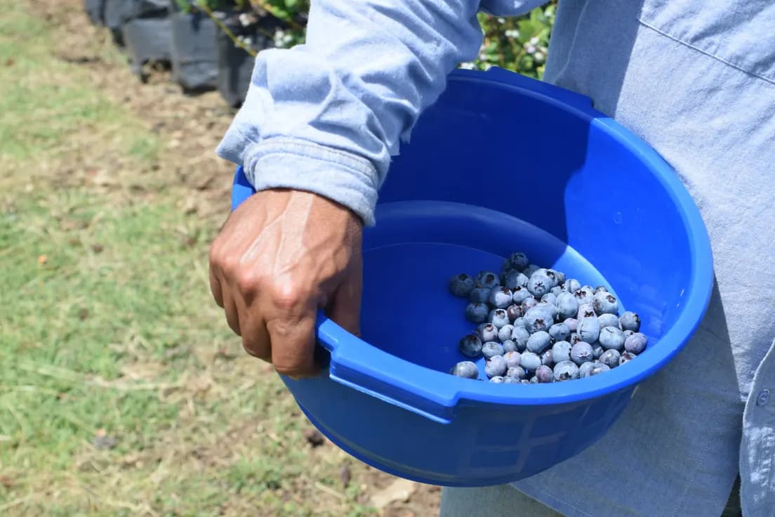 Cosecha de arándanos recién recogida